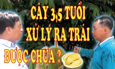 Sầu riêng 3,5 tuổi xử lý ra trái được chưa